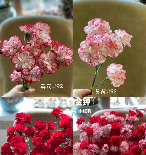 红边康乃馨花语（红边康乃馨花语的含义和象征）