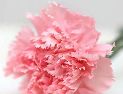 红边康乃馨花语（红边康乃馨花语的含义和象征）