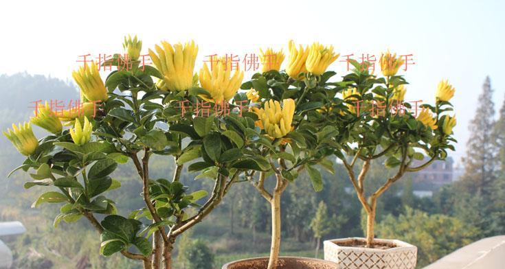 佛手花开花结果的奥秘（探秘佛手几年开花结果的规律与技巧）