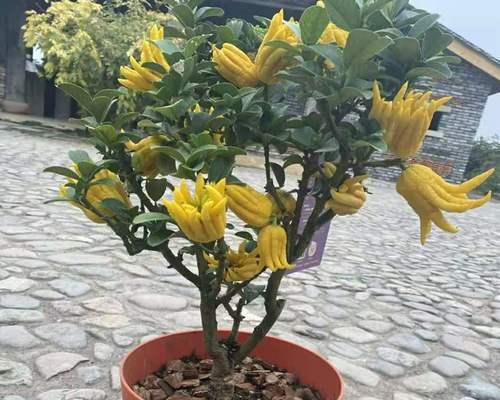 佛手花开花结果的奥秘（探秘佛手几年开花结果的规律与技巧）