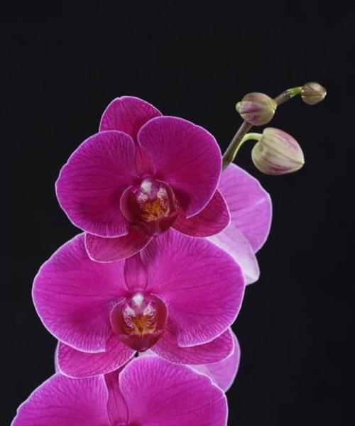 红蝴蝶兰的花语与美丽身影（红蝴蝶兰——爱的守护者）
