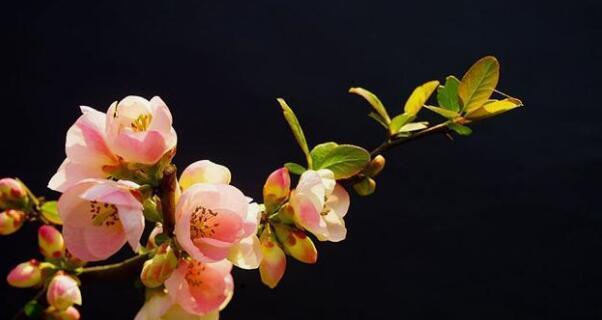 红口水仙花的花语与魅力（红口水仙花）