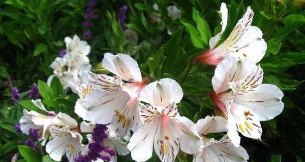 红口水仙花的花语与魅力（红口水仙花）