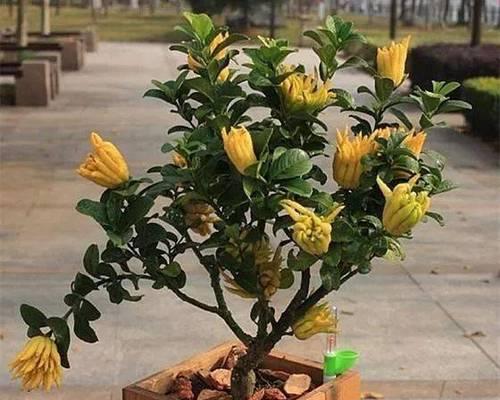 佛手开花结果时间及特点（探秘佛手开花结果的奥秘）