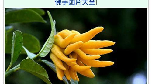 佛手开花结果时间及特点（探秘佛手开花结果的奥秘）