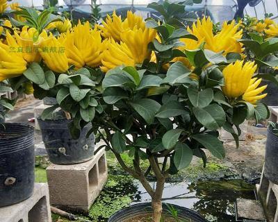 种植佛手果树的好处（院子里也能种植佛手果树）