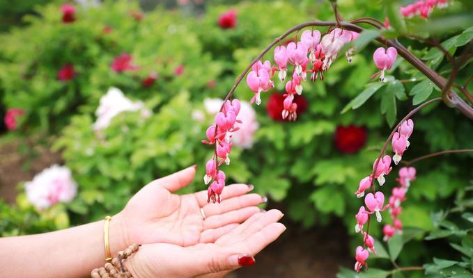 红牡丹花花语——盛放的爱意（浪漫魅力绽放）
