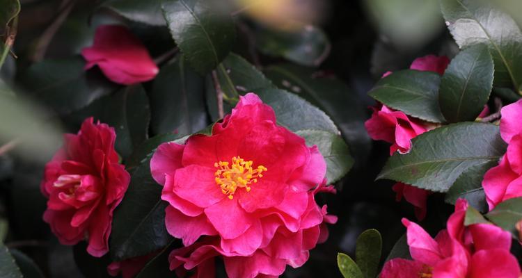红色茶梅的花语与寓意（探寻红色茶梅的含义）