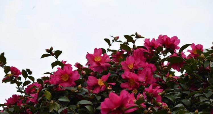 红色茶梅的花语与寓意（探寻红色茶梅的含义）