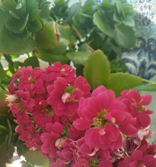 红色长寿花花语（红色长寿花的祝福）