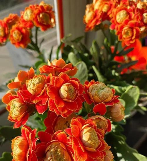 红色长寿花的花语与祝福（寓意长寿与繁荣的红色长寿花）
