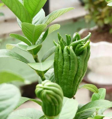 佛手种植全攻略（佛手树适合种植的地方）