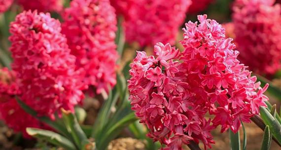 红色风信子花语的魅力（探寻红色风信子花语的深意）