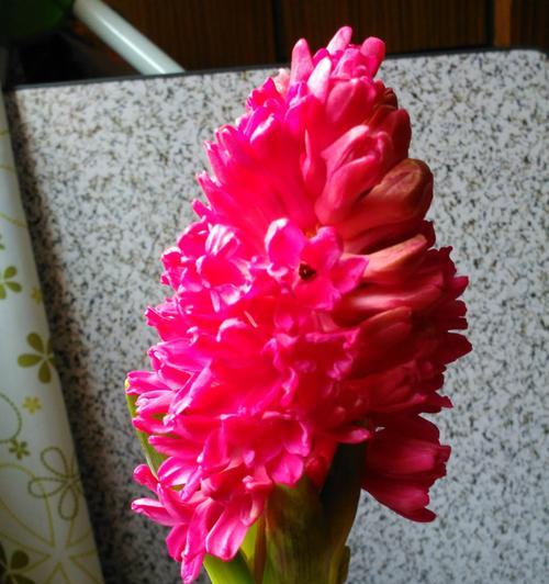 红色风信子花语的魅力（探寻红色风信子花语的深意）