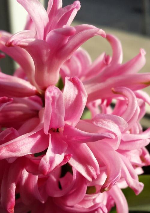 红色风信子花语（红色风信子）