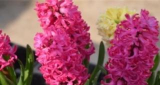 红色风信子花语（红色风信子）