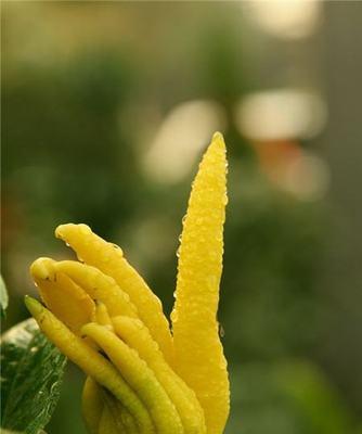 佛手树几年结果实种多久开花结果（解析佛手树成熟期和开花结果时间）