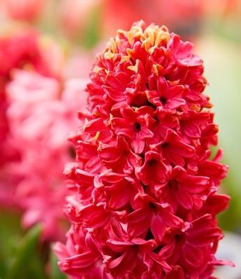 红色风信子花语探秘（揭开红色风信子的寓意之谜）
