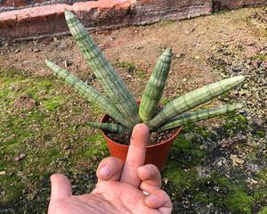 喜阴还是喜阳，这是个问题（喜阴还是喜阳）