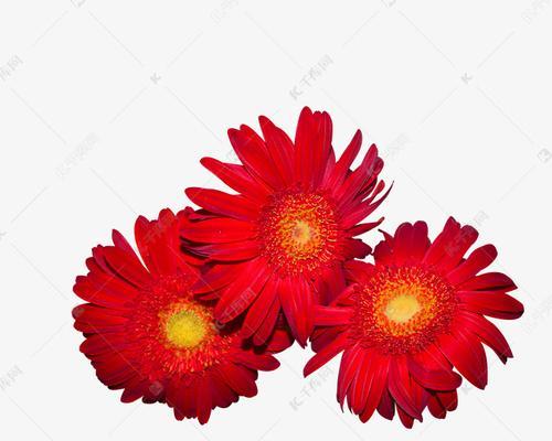 红色菊花赤炎的花语（揭示红色菊花的象征意义）