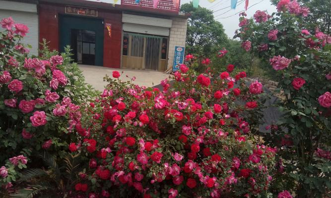 红色月季花语（以红色月季为载体）