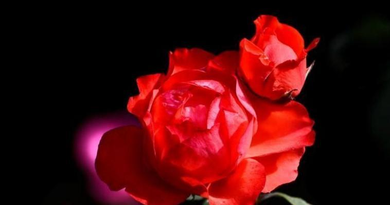 红色月季花语（以红色月季为载体）
