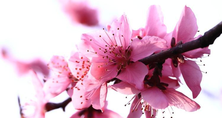 红叶碧桃花语-大自然的秋之舞（秋意盎然）