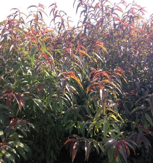 红叶碧桃花语-大自然的秋之舞（秋意盎然）