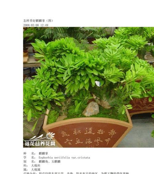 佛手掌叶子发蔫的原因及补救方法（了解真相）
