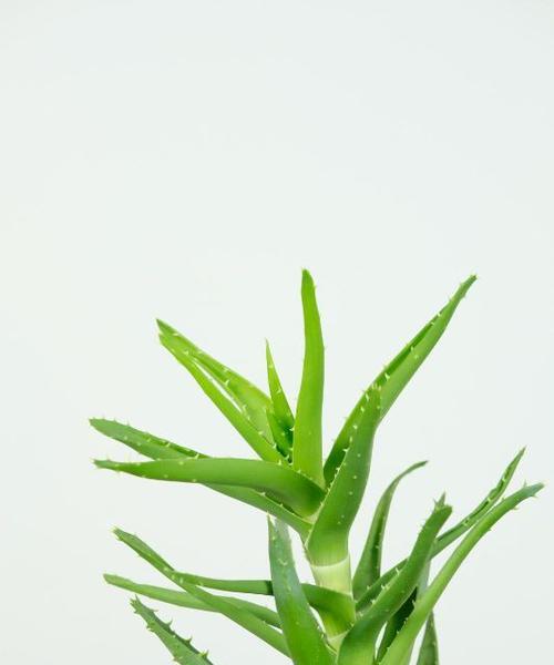 红叶芦荟的花语和意义（了解红叶芦荟的花语）