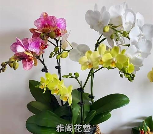 蝴蝶兰（展示生命的美丽与力量）