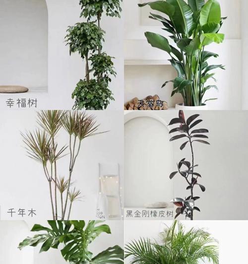 佛堂里最适合放的植物（以清新气息与养生功效为主要考虑）