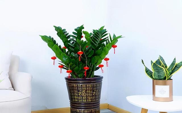 佛堂里最适合放的植物（以清新气息与养生功效为主要考虑）