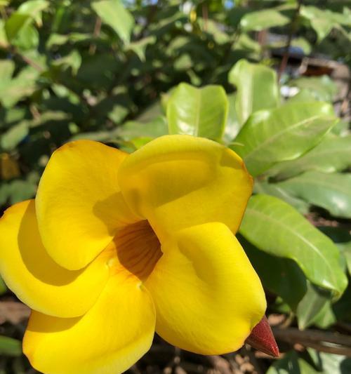 花之美丽与寓意（探寻花的奥秘与名称的意义）
