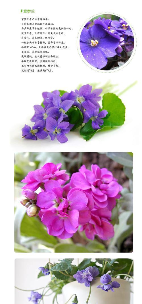 紫罗兰花的意义与象征（探索紫罗兰花背后的意义和象征）