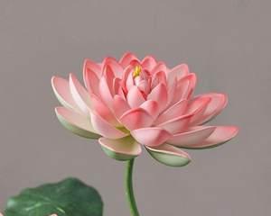 插枝荷花，寓意美好生活（以花瓶里插枝荷花）