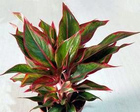 花叶万年青（探寻花叶万年青的花语与传说）