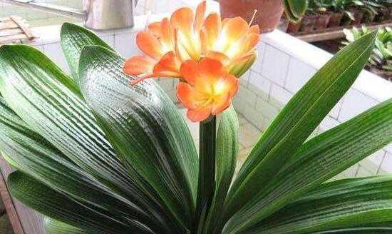 花语大花君子兰（欣赏大花君子兰）