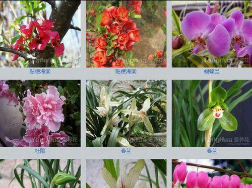 黄兰花（绽放阳光）
