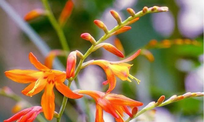 黄兰花（绽放阳光）