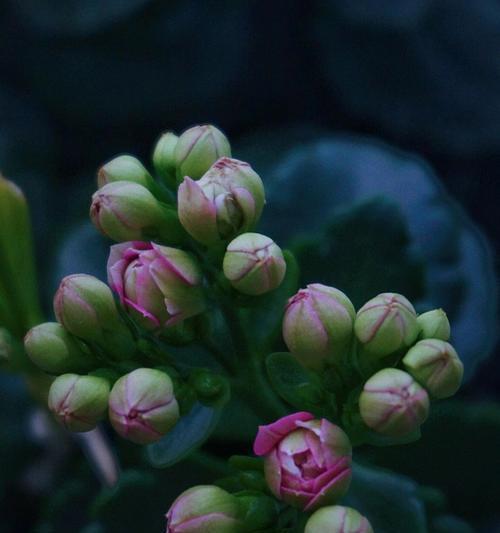 长寿花花语的传承与意义（探寻黄色长寿花花语的深层内涵）