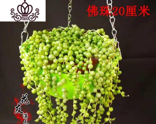 佛珠繁殖方法与注意事项