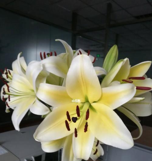 《黄天霸百合的寓意》（一朵向阳花的哲学内涵）