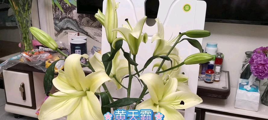 《黄天霸百合的寓意》（一朵向阳花的哲学内涵）