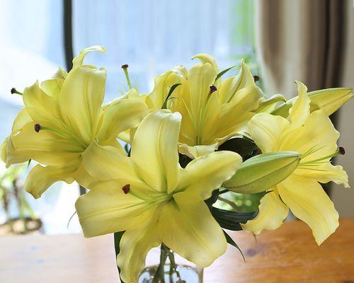 以黄天霸百合花语为主题的花卉探秘（揭秘黄天霸百合花语）