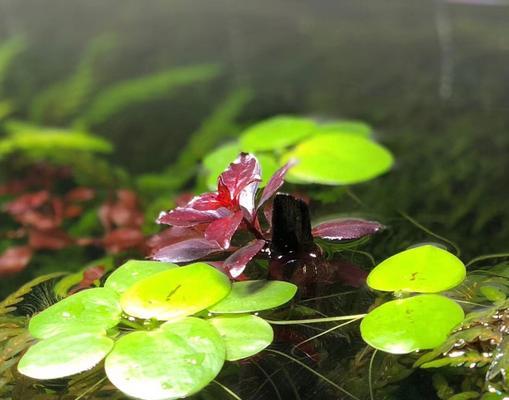 浮萍开花之谜（揭秘开花植物的奥秘）