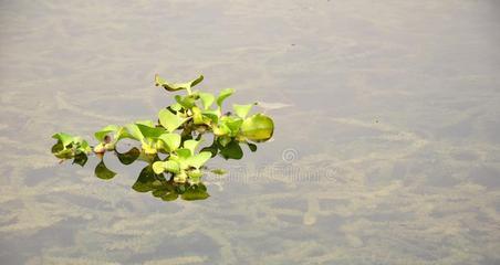 浮萍是被子植物吗（探究浮萍的分类）