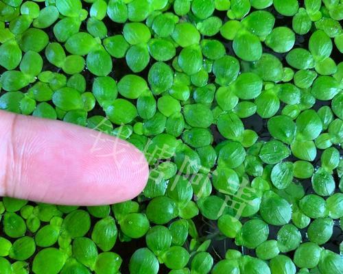 浮萍是被子植物吗（探究浮萍的分类）