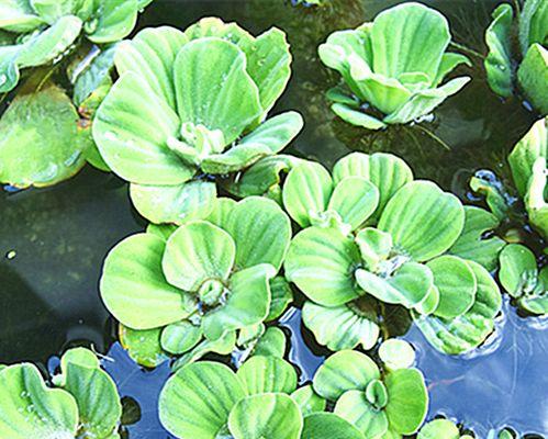 探寻浮萍的真正身份——浮萍是否为蕨类植物（科学家的研究揭秘浮萍的神秘面纱）