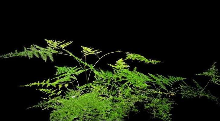 文竹的寓意与美好生活（家里养文竹的好处与寓意）